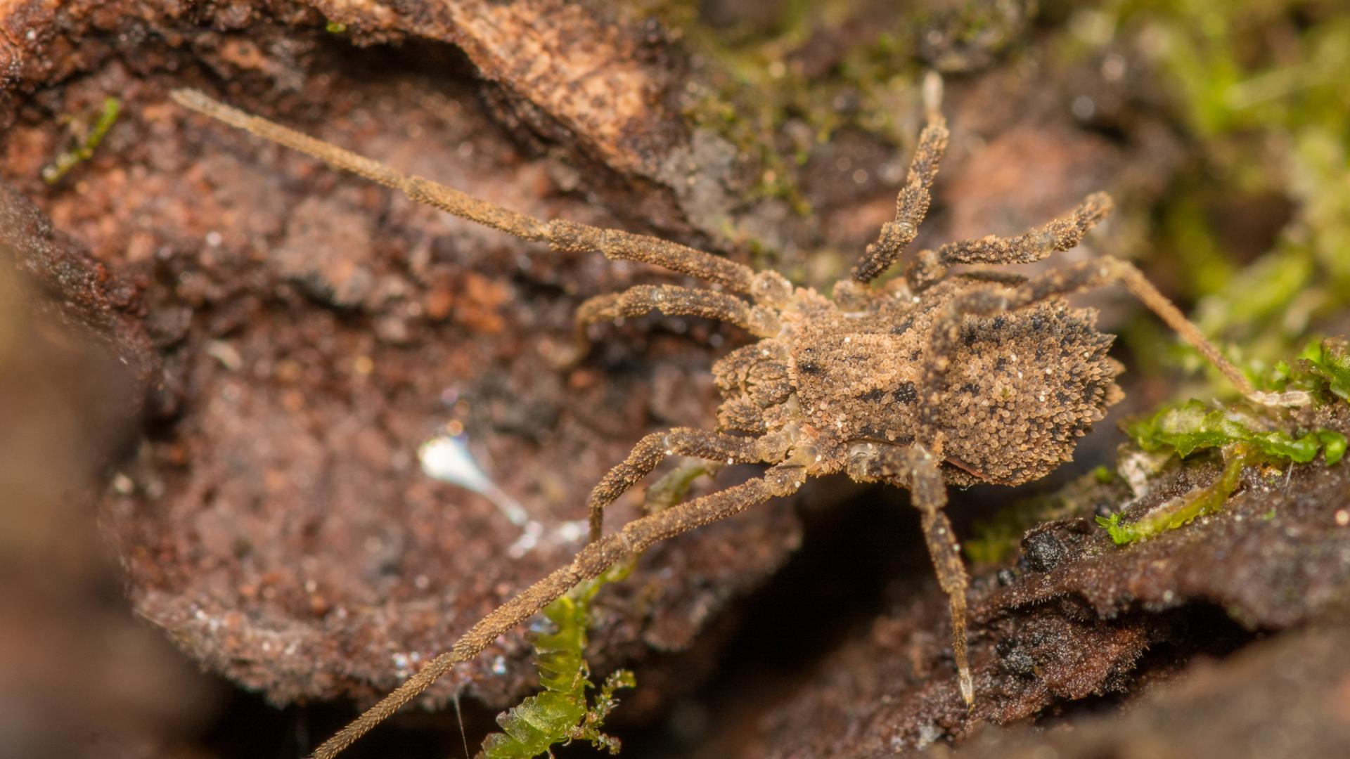 Adrianonyx crypticus, una de las especies recientemente descritas de la cordillera de Nahuelbuta (Fotografía de Patrich Cerpa, a través de INaturalist).