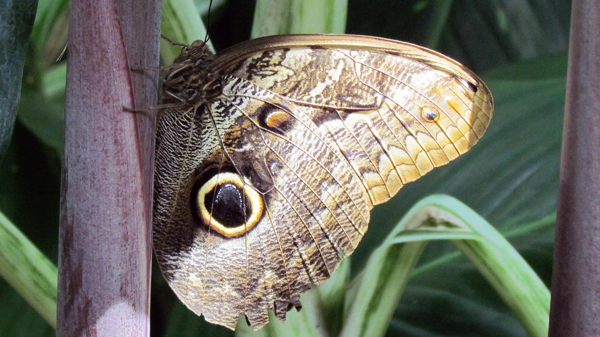 Ejemplar de Caligo telamonius memnon (Felder y Felder, 1867) en el Cockrell Butterfly Center, Museo de Ciencias Naturales de Houston, Texas.