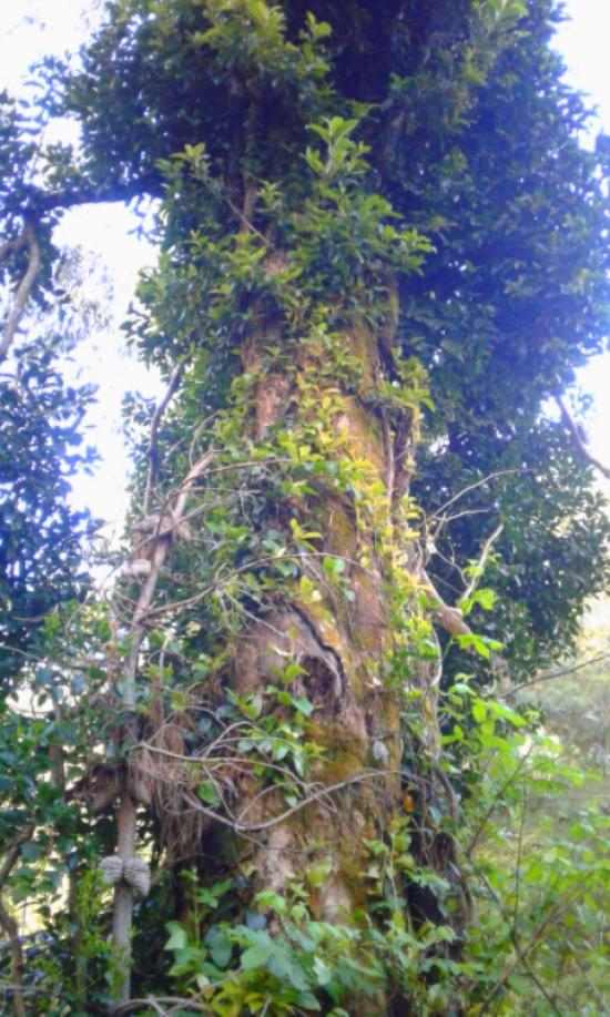 arbol
