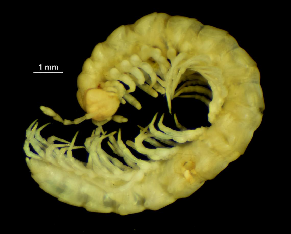 Figura 2: Espécimen de Pleonaraius omalonotus Silvestri, 1903, depositado en el MNHN por el Dr. S. Golovatch. Figura 2: Espécimen de Pleonaraius omalonotus Silvestri, 1903, depositado en el MNHN por el Dr. S. Golovatch.