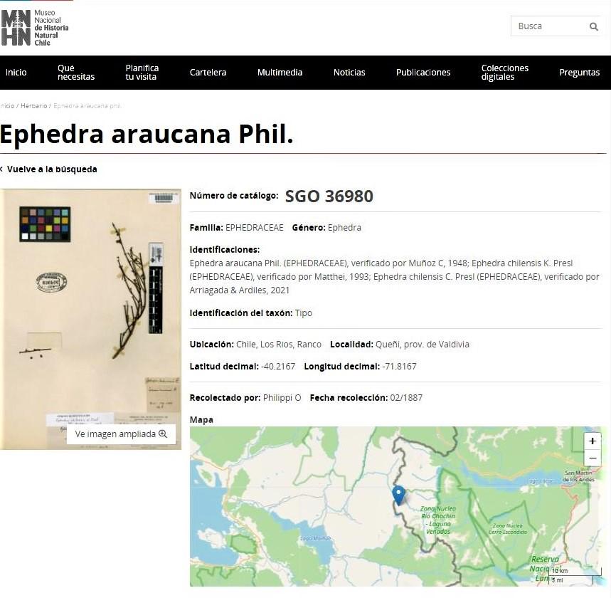 Fotografía 2.- Vista referencial de la ficha digital de Ephedra araucana Phil., uno de los cien ejemplares digitalizados disponibles para revisar en la página del Herbario Digital Plantas vasculares tipo del Herbario Nacional de Chile (SGO) (https://herbario.mnhn.gob.cl/) Fotografía 2.- Vista referencial de la ficha digital de Ephedra araucana Phil., uno de los cien ejemplares digitalizados disponibles para revisar en la página del Herbario Digital Plantas vasculares tipo del Herbario Nacional de Chile (SGO) (https://herbario.mnhn.gob.cl/)
