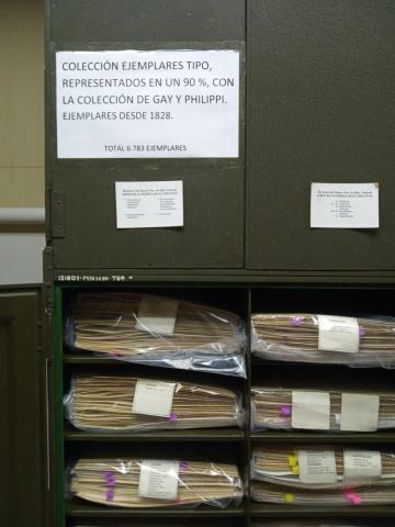 Fotografía 1.- Herbario de plantas vasculares Tipo del Herbario Nacional (SGO). Se observan los muebles y carpetas con los ejemplares ordenados por familia botánica. Fotografía 1.- Herbario de plantas vasculares Tipo del Herbario Nacional (SGO). Se observan los muebles y carpetas con los ejemplares ordenados por familia botánica.